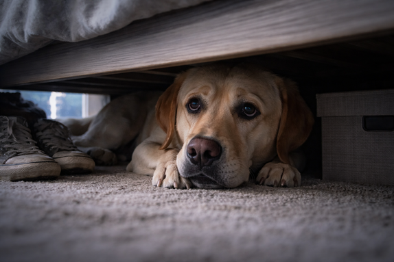 From Anxiety to Comfort