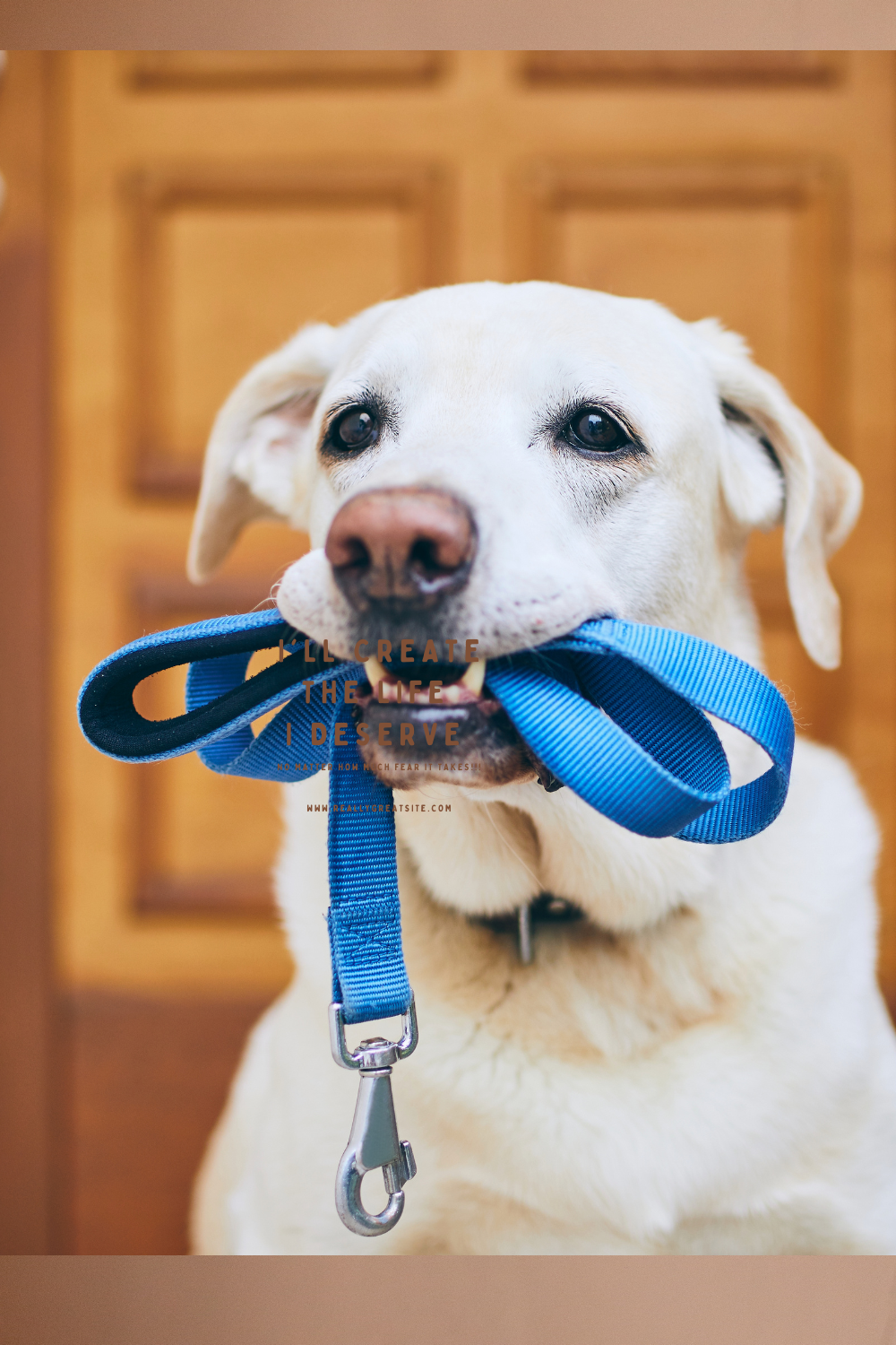 Dog and owner walking in a sunny outdoor setting.