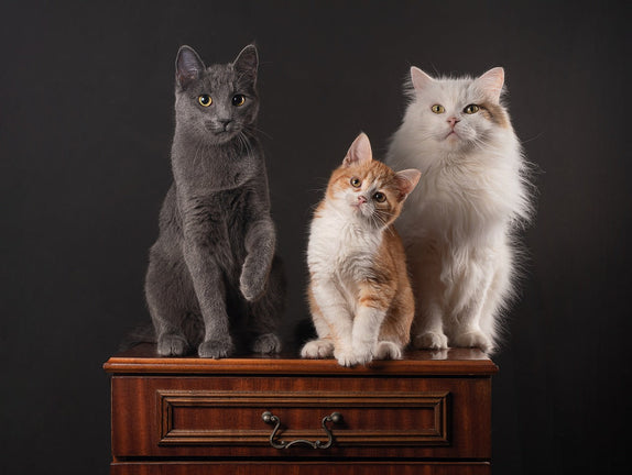 3 cats sitting on a table