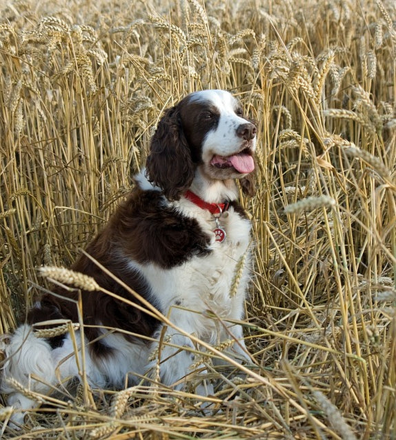 hunting dog sitting in grass