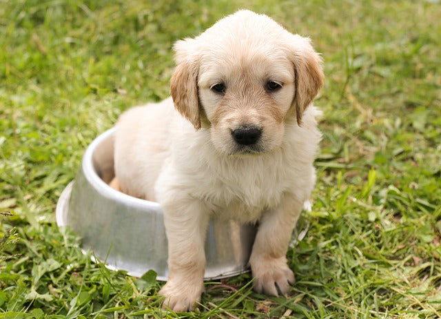 llpuppy sitting in his food bowl