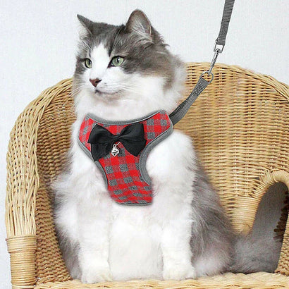Senior Cat Care 101: The Ultimate Guide to a Happy Golden Age