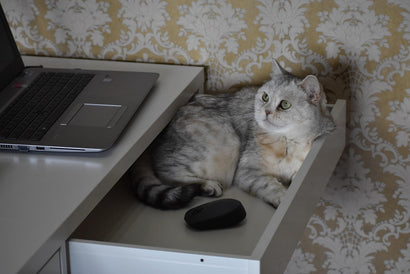 Beyond the Basic Bowl: Unveiling the Cat Accessories Your Kitty Craves