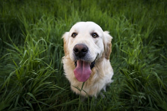 Is Your Dog Eating Grass? Here's What It Could Mean