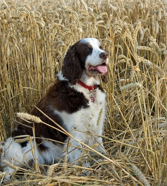 hunting dog sitting in grass