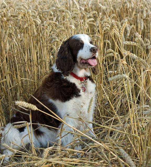 Guide to Hunting Dog Breeds:Heritage, Personality, & Fitness Needs