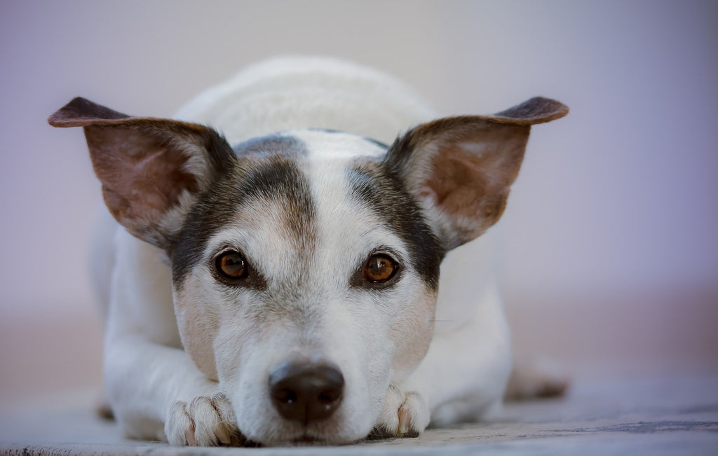 Senior Dogs for Adoption: Love That Knows No Age