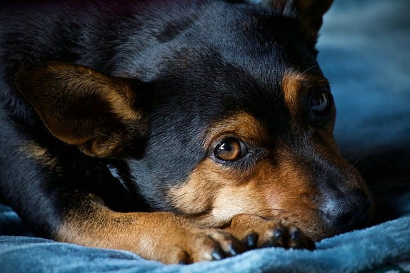 dog laying on blanket