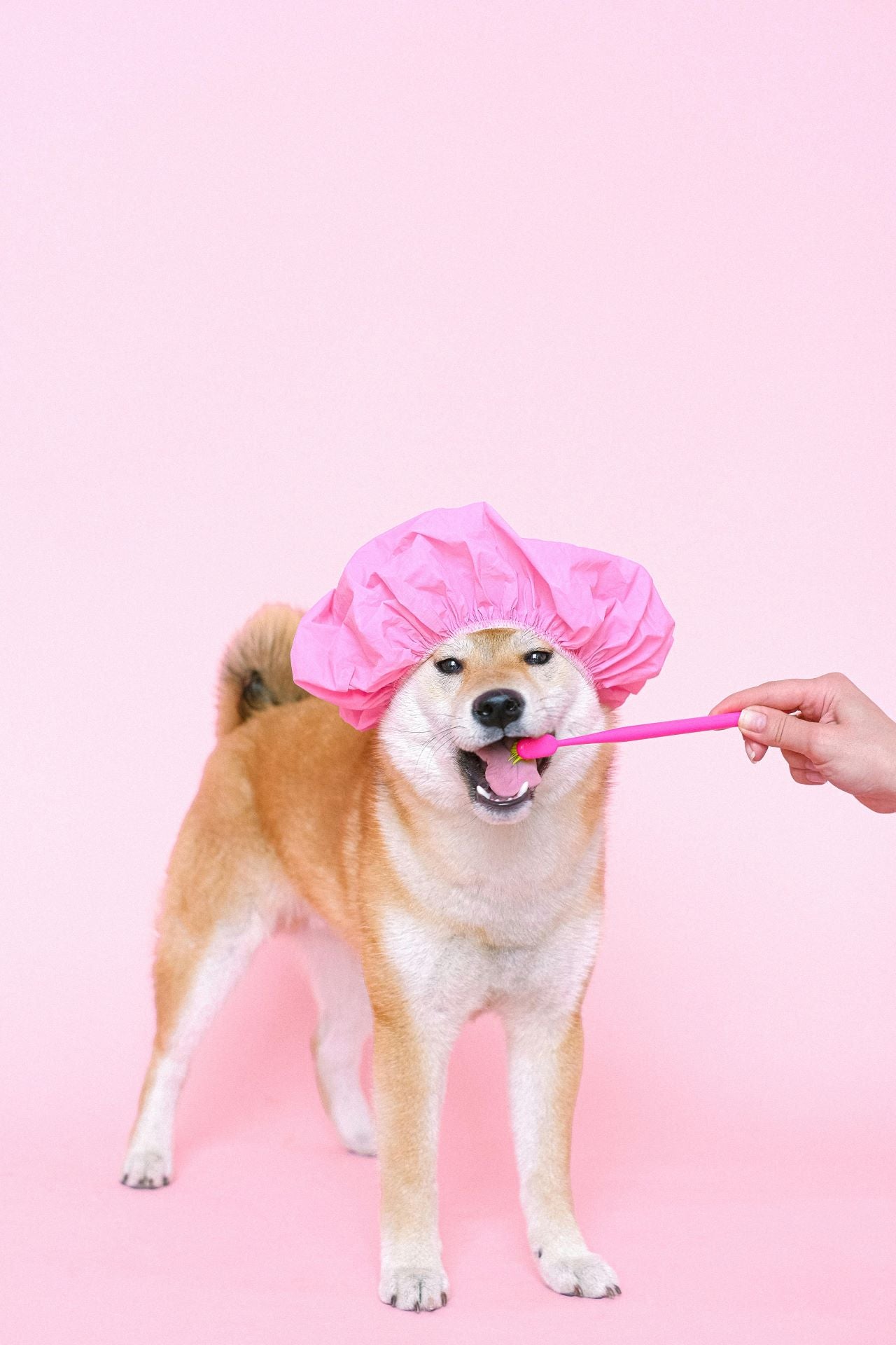 dog getting his teeth brushed