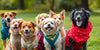 The Best Clothes for Dogs: A 2025 Buyer's Guide