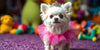 Unleash Your Pup's Inner Diva: A Guide to Small Dog Fashion