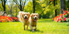 Discover the Best Dog Walking Services Near You in Hayward, CA
