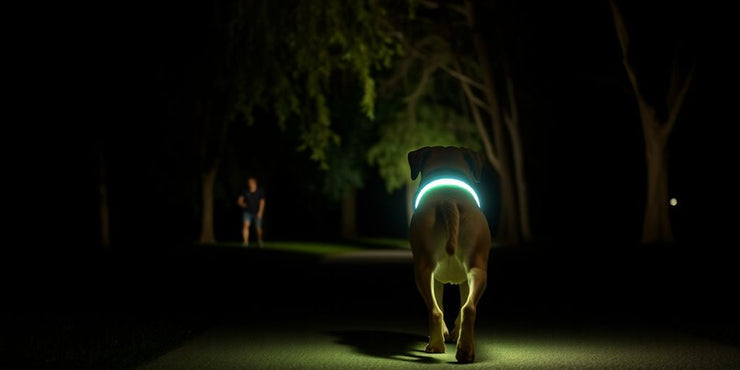 Dog with a glowing collar walks in a dark park.