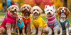 Discover the Best Apparel for Dogs: Stylish Options for Every Pup