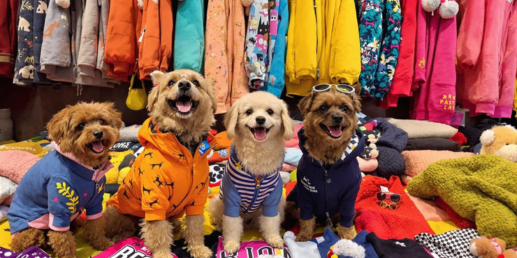 Stylish pet clothing displayed on happy dogs.