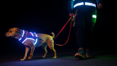 Dog and owner with reflective gear at night.