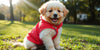 Keep Your Pup Cozy: The Best Puppy Jackets for Every Season