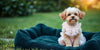 Stylish and Practical Female Dog Clothes for Every Occasion