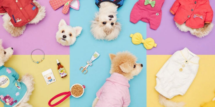 Colorful dog clothing: jackets, sweaters, and accessories.