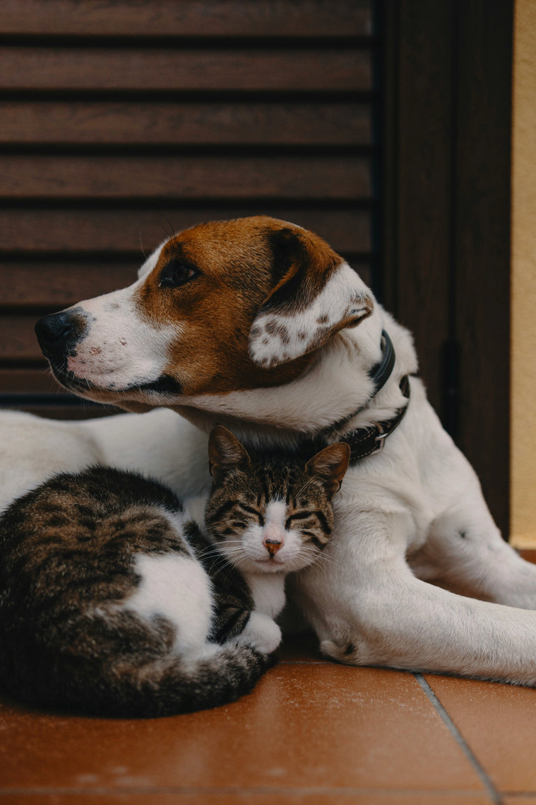 Pets