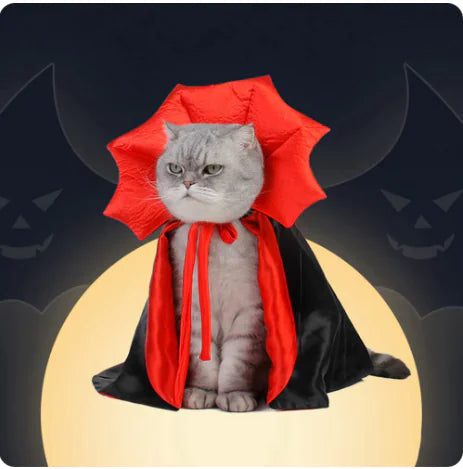 Cat in a Halloween costume with a red cape and black robe on a dark background with jack-o'-lanterns.