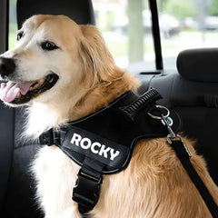 Dog with dog safety seat belt attached