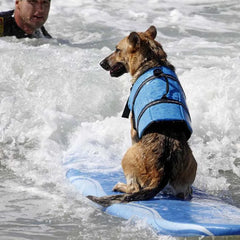 Dog sitting on surf board wearing a blue life vest