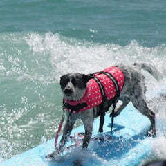 Dog on surf board wear a red dot life vest