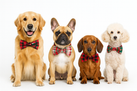 $ different breeds of dogs all wearing holiday bowtie collar
