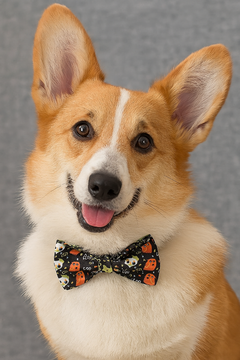 Dog wearing a bow tie with a gray background