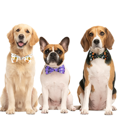 Three dogs wearing colorful bow ties on a white background