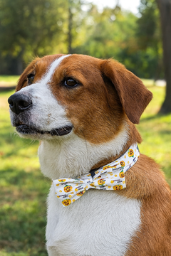 dog wearing white bow tie with pumpkins on it
