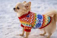 Small dog wearing a colorful sweater standing on snow