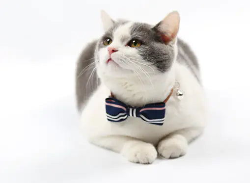 Cat wearing a bow tie on a white background