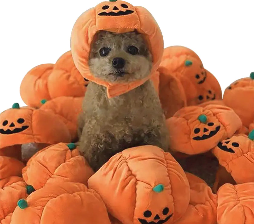 Dog wearing a pumpkin costume surrounded by more pumpkin costumes on a white background