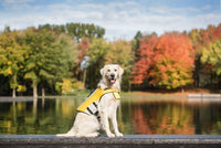 Dog wearing life vest