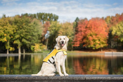 Dog wearing life vest