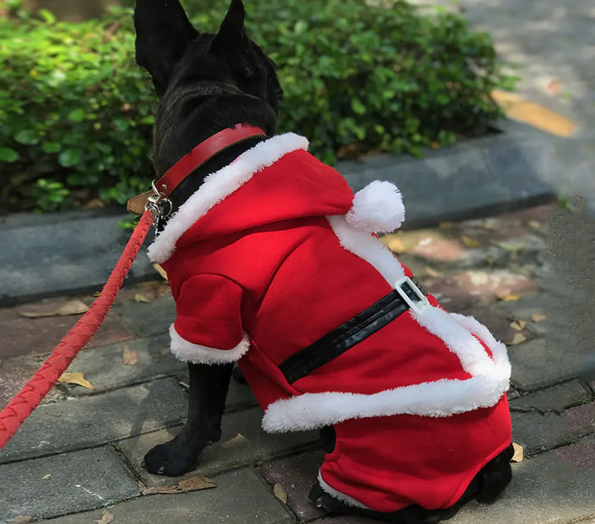 Dog wearing Santa costume 