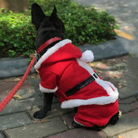 Dog wearing Santa costume 