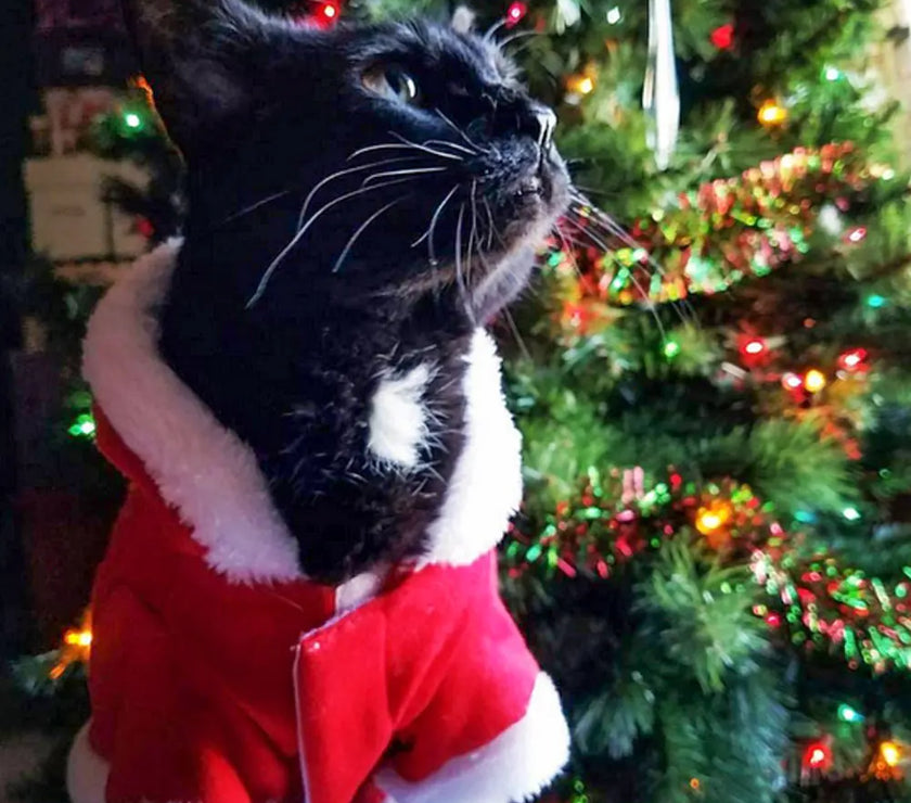 Cat wearing Santa costume