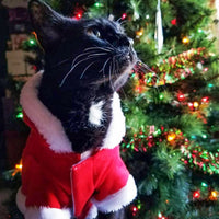 Cat wearing Santa costume