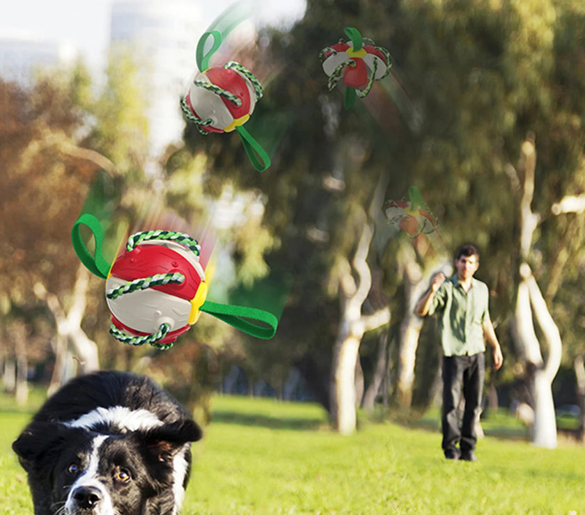Interactive Dog Toy