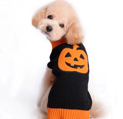 Dog wearing a black and orange Halloween sweater with a pumpkin design on a white background