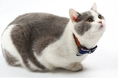 Cat with a striped gray and white coat wearing a blue collar on a white background
