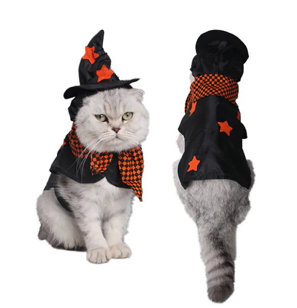 Cat wearing a Halloween-themed outfit with a witch hat and scarf on a white background