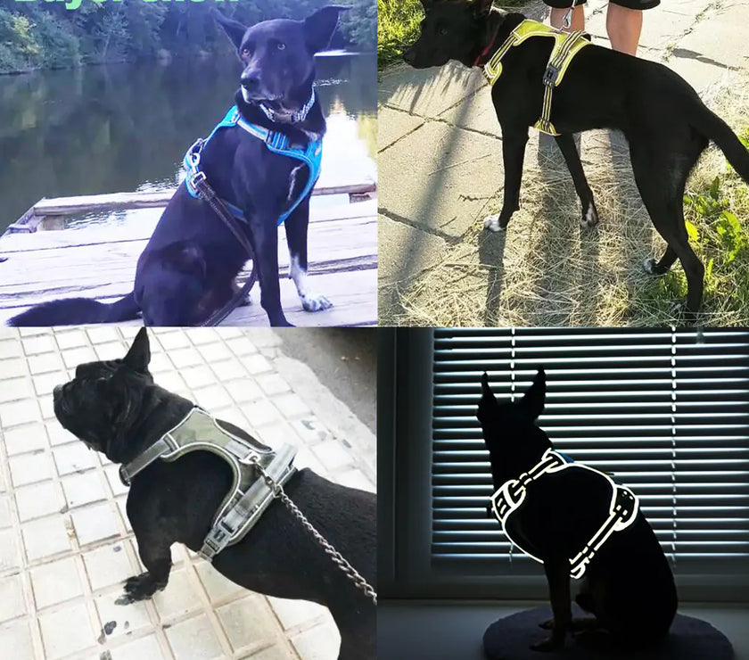 Dog Harness