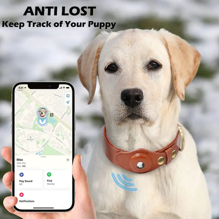 Dog picture with collar