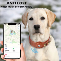 Dog picture with collar