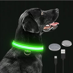 Glowing Dog Collar  on dog