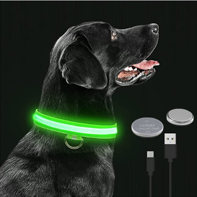 Glowing Dog Collar  on dog